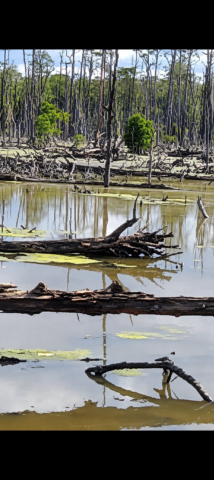 Dugaan Limbah Tambak PT WLI Rusak Mangrove Seram Utara, PAMALI Minta Investigasi Menyeluruh