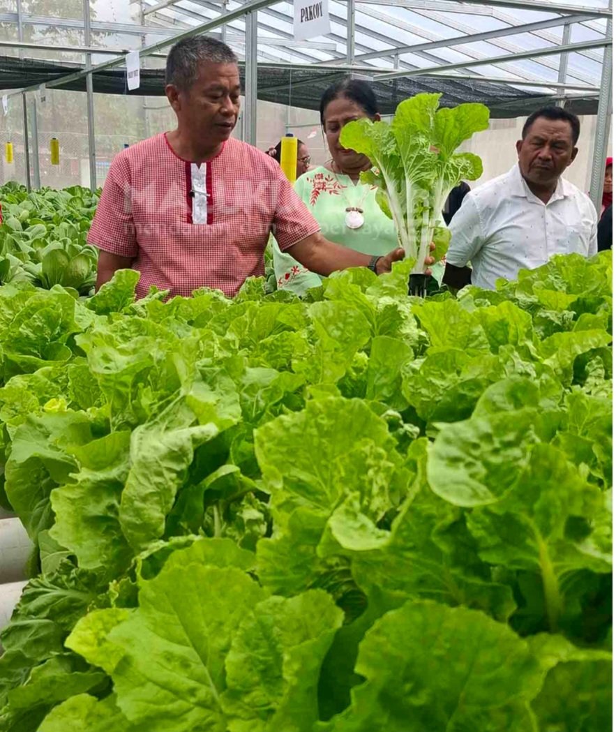 Panen Raya Bubana Green Unpatti, Warga Bisa Petik Sayur Hidroponik Langsung dari Kebun